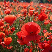 Papaver Rhoeas 1000+ Seeds, Red Corn Poppy Flowers, Flanders Poppy