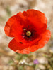 Papaver Rhoeas 1000+ Seeds, Red Corn Poppy Flowers, Flanders Poppy