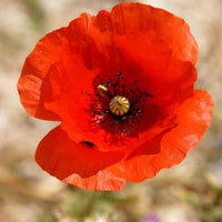 Papaver Rhoeas 1000+ Seeds, Red Corn Poppy Flowers, Flanders Poppy