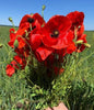 Papaver Rhoeas 1000+ Seeds, Red Corn Poppy Flowers, Flanders Poppy