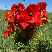 Papaver Rhoeas 1000+ Seeds, Red Corn Poppy Flowers, Flanders Poppy