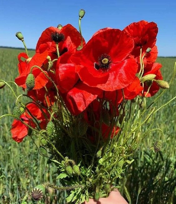 planting red corn poppy seeds Papaver Rhoeas 1000+ Seeds, Red Corn Poppy Flowers, Flanders Poppy