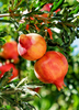 Punica granatum Tree, Pomegranate Fruit 'Parfianka' - Live Plant