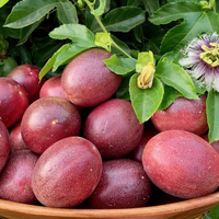 Passiflora Edulis 10 Seeds, Purple Edible Passion Fruit Vine Flowering Climber