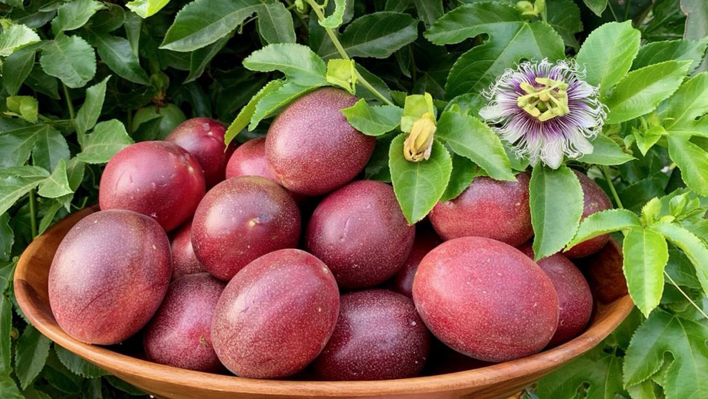 passion flower vine seeds Passiflora Edulis 10 Seeds, Purple Edible Passion Fruit Vine Flowering