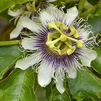 Passiflora Edulis 10 Seeds, Purple Edible Passion Fruit Vine Flowering Climber