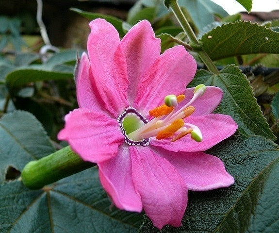 Passiflora Mollissima 10 Seeds, Banana Passion Climbing Fruit Vine