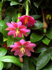 Passiflora Mollissima 10 Seeds, Banana Passion Climbing Fruit Vine