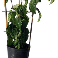 Passiflora Edulis Vine, Purple Passion Fruit Maracuya Morado, Live Plant