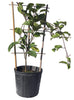 Yellow Passion Fruit Vine, Maracuya Amarillo Live Plant