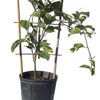 Yellow Passion Fruit Vine, Maracuya Amarillo Live Plant