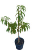 Tropic Beauty Dwarf Peach Live Tree, Grafted for Warm Climates