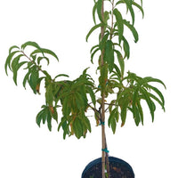 Tropic Beauty Dwarf Peach Live Tree, Grafted for Warm Climates