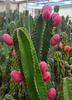 Cereus repandus, Peruvian Edible Apple Cactus Hardy Night Blooming- Live Plant