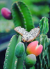 Cereus repandus, Peruvian Edible Apple Cactus Hardy Night Blooming- Live Plant