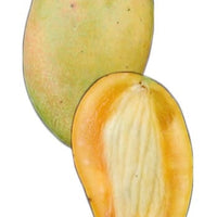 Mangifera indica 'Carabao' Philippine Mango Tree, Grafted Live Manila Fruit Plant