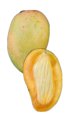 Mangifera indica 'Carabao' Philippine Mango Tree, Grafted Live Manila Fruit Plant