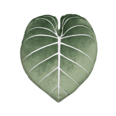 Philodendron Gloriosum 19.5