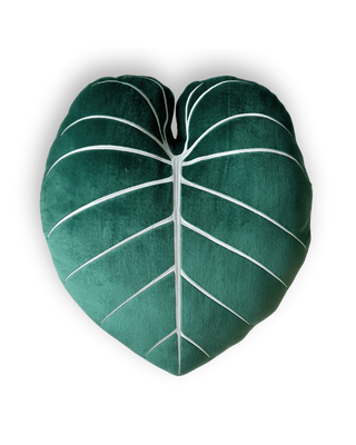Philodendron Gloriosum 19.5