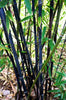Phyllostachys Nigra 20 Seeds, Cold Hardy Black Running Bamboo