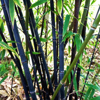 Phyllostachys Nigra 20 Seeds, Cold Hardy Black Running Bamboo