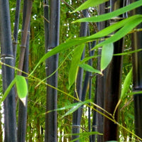 Phyllostachys Nigra 20 Seeds, Cold Hardy Black Running Bamboo