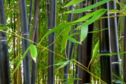 Phyllostachys Nigra 20 Seeds, Cold Hardy Black Running Bamboo
