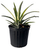 Sugar Loaf Pineapple Fruit Plant