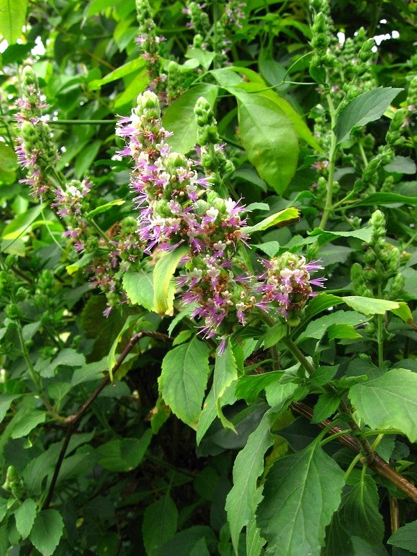 patchouli plant seeds for sale Pogostemon Cablin .5 Gram Seeds, Fragrant Patchouli Perennial Herb Gar