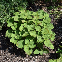 Pogostemon Cablin .5 Gram Seeds, Fragrant Patchouli Perennial Herb Garden