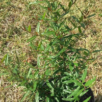 Punica granatum 'Wonderful' Pomegranate Red Fruit Tree
