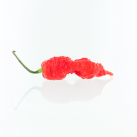 Primotalii Red Pepper Seeds, Extremely HOT Chilis Garden Vegetables