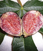 Violet de Bordeaux Dwarf, Live Fig Tree