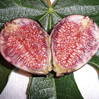Violet de Bordeaux Dwarf, Live Fig Tree