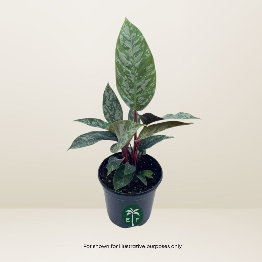 Apoballis Acuminatissima ‘Lavallaei’ Purple Sword - Rare Tropical Plant