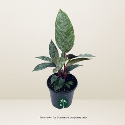 Apoballis Acuminatissima ‘Lavallaei’ Purple Sword - Rare Tropical Plant