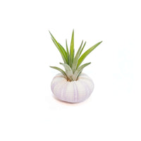 Purple Urchin with Tillandsia Air Plant