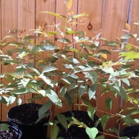 Eucalyptus deglupta, 'Rainbow Mindanao Gum' Tree, Live Plant