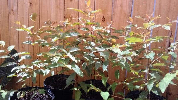 Eucalyptus deglupta, 'Rainbow Mindanao Gum' Tree, Live Plant