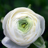 Ranunculus 10 Corms - Tecolote White By Easy To Grow Bulbs