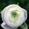 Ranunculus 10 Corms - Tecolote Rainbow Mix - By Easy To Grow Bulbs