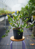 Chrysobalanus icaco, Red-tipped Cocoplum Fruit - Live Plant