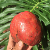 Red Custard Apple, Chirimoya Live Tree