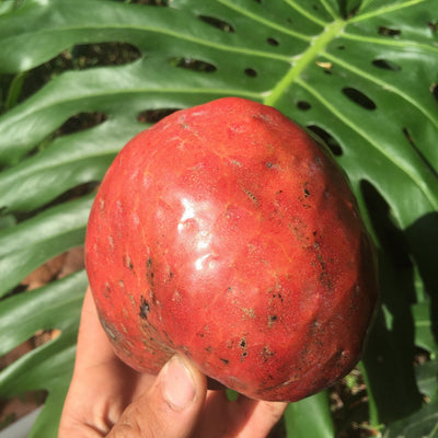 Red Custard Apple, Chirimoya Live Tree