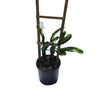 Yellow Pitaya, Dragon Fruit Live Vining Cactus Plant