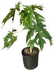 Carica papaya 'Dwarf Red Lady' Fruit Tree, Live Plant