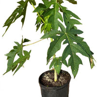 Maradol Red Dwarf Papaya Live Tree
