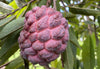 Annona Squamosa Tree, Red Sugar Apple Sweetsop Live Plant