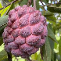 Annona Squamosa Tree, Red Sugar Apple Sweetsop Live Plant