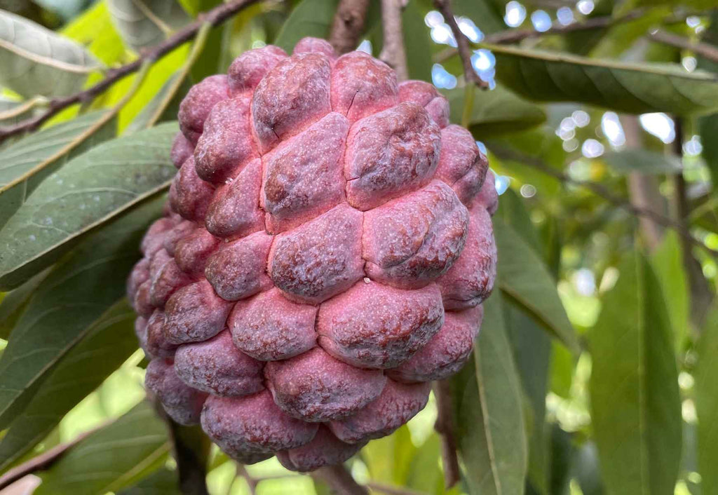 Annona Squamosa Tree, Red Sugar Apple Sweetsop Live Plant